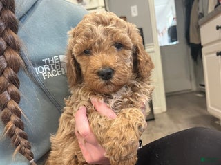 Mini Goldendoodle dogs Marlow - Ad 37