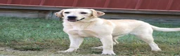 Labrador Retriever dogs for sale: Mirabel - Ad 6