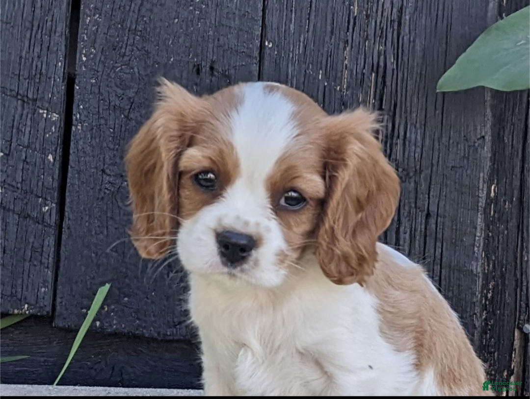 Cavalier King Charles Spaniel dogs Peaches - Ad 1
