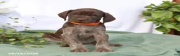 German Shorthaired Pointer dogs for sale: Macey - Ad 4