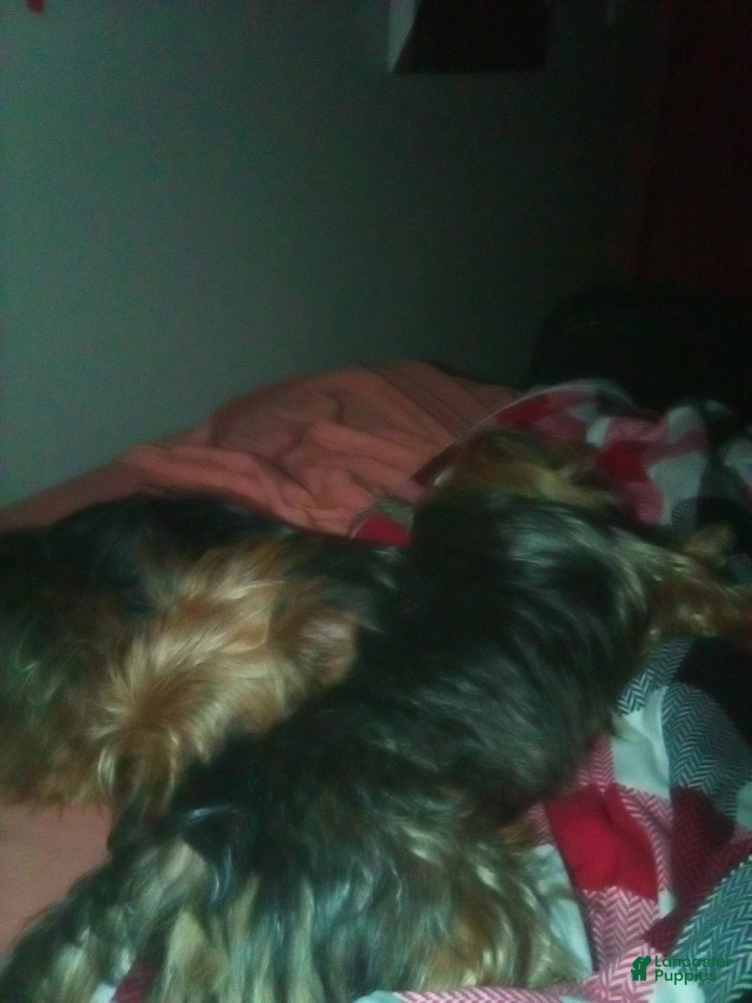 Yorkshire Terrier dogs for sale: Yorkshire Terrier 2 - Ad 2