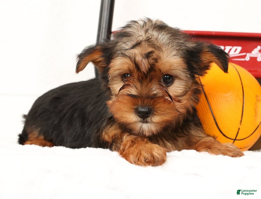 Yorkshire Terrier dogs for sale: Apollo - Ad 5