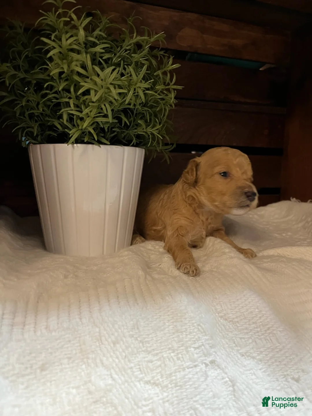Miniature Poodle dogs for sale: Latte  - Ad 1