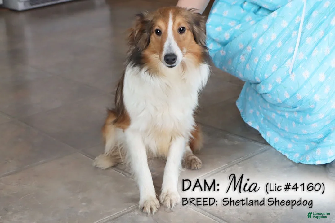 Shetland Sheepdog dogs for sale: Ava - Ad 6
