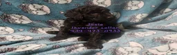 Standard Poodle dogs for sale: Josie - Ad 2