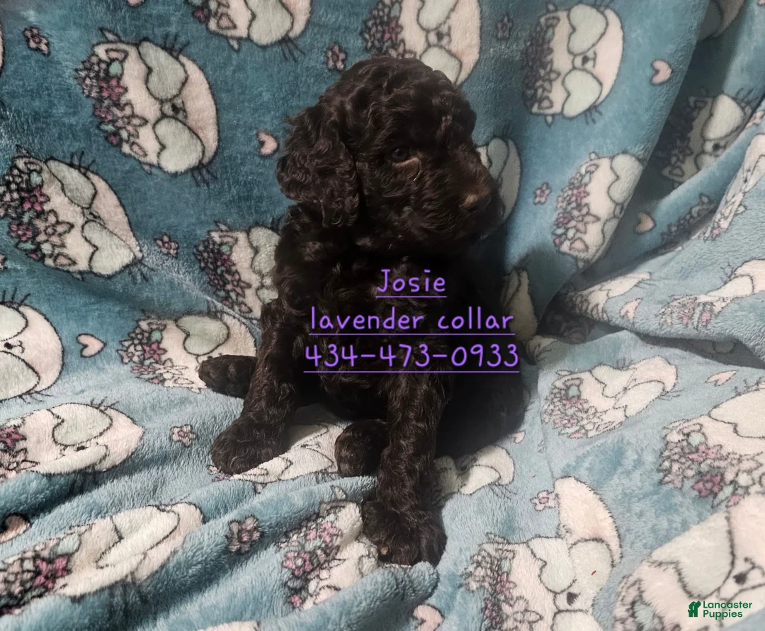Standard Poodle dogs for sale: Josie - Ad 2