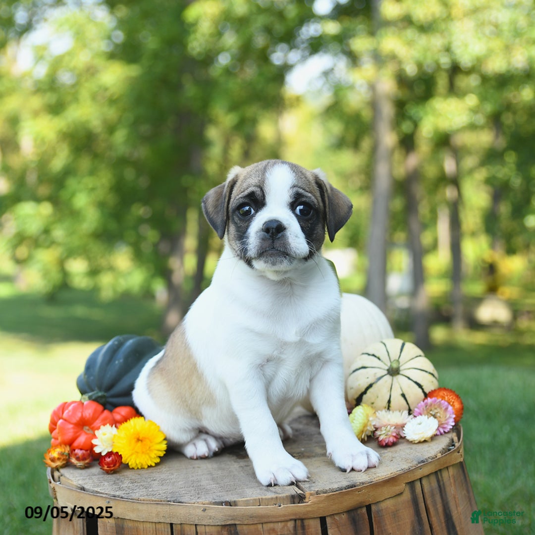 Jug Breed Black Pit Pug Mix Puppies Puggle Pit Pug Mix Puppies