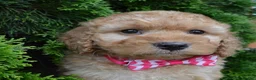 Mini Goldendoodle dogs for sale: Mini Gigi - Ad 16
