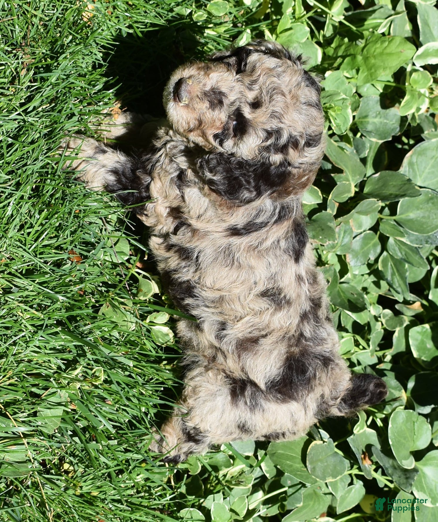 Standard Poodle dogs Standard Poodle 1 Chocolate Merle - Ad 2