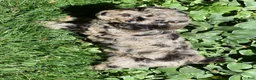 Standard Poodle dogs for sale: Standard Poodle 1 Chocolate Merle - Ad 2
