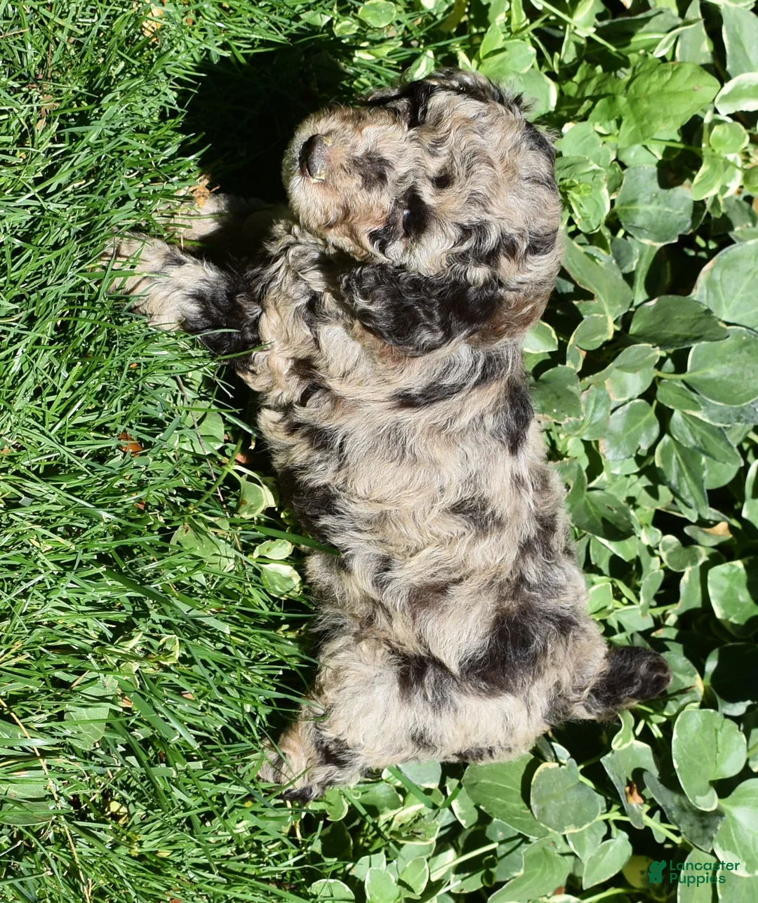 Standard Poodle dogs for sale: Standard Poodle 1 Chocolate Merle - Ad 2