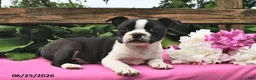 Boston Terrier dogs for sale: Jill - Ad 1