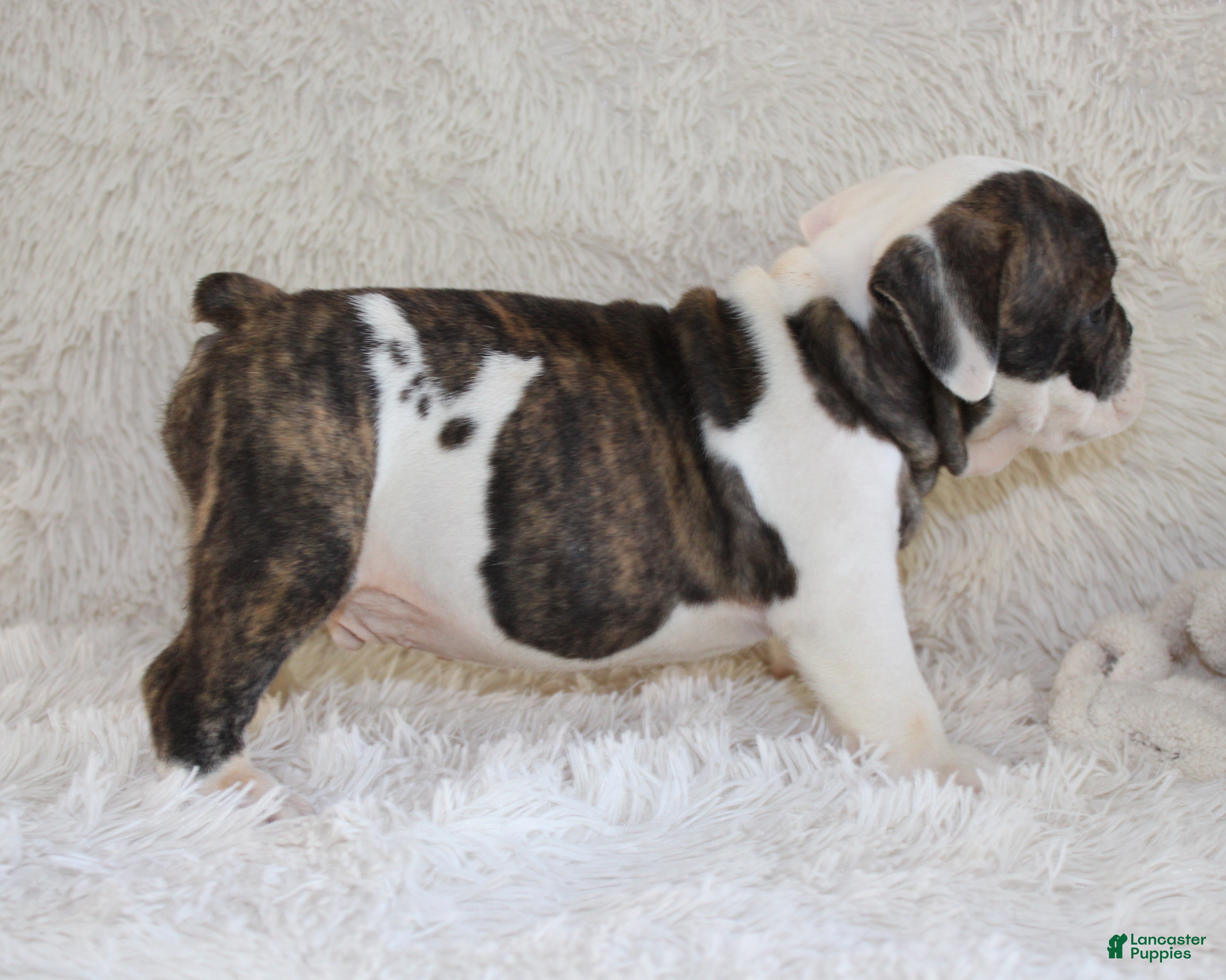 English Bulldog dogs Harry - Ad 2