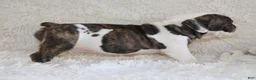 English Bulldog dogs for sale: Harry - Ad 2