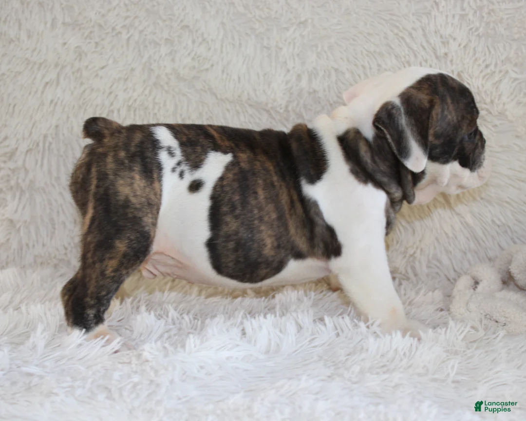 English Bulldog dogs for sale: Harry - Ad 2
