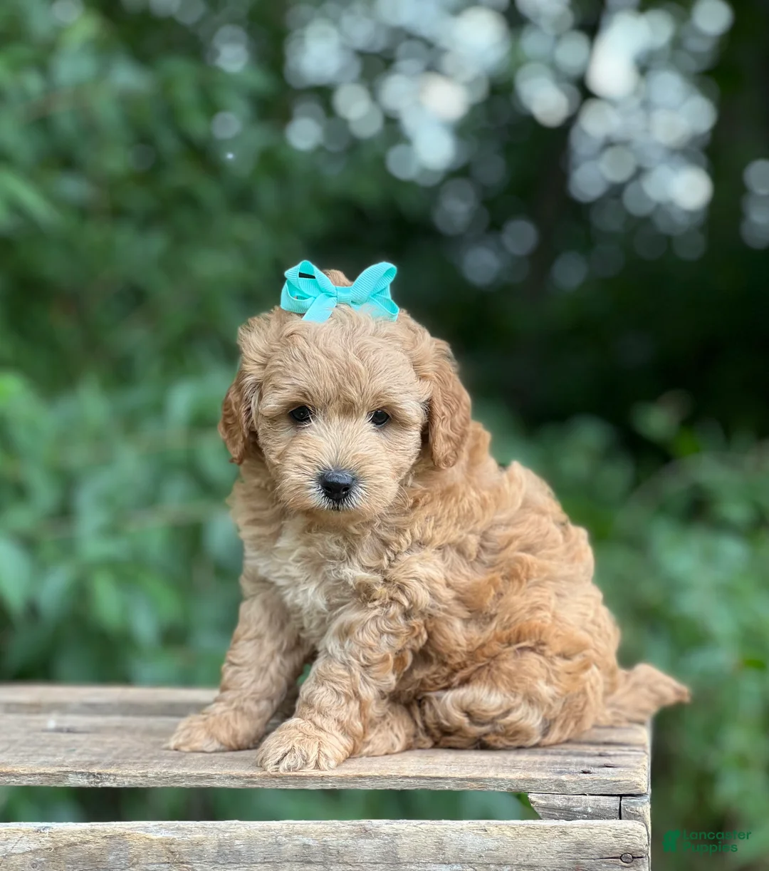 Mini Goldendoodle dogs for sale: Bella - Ad 1