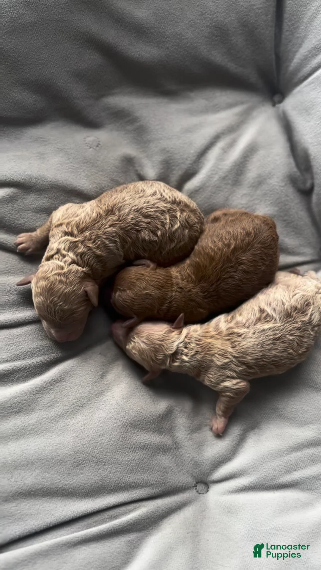 Toy Poodle dogs for sale: AKC Nico - Ad 2