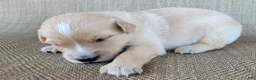 Australian Shepherd dogs for sale: Waffles - Ad 9