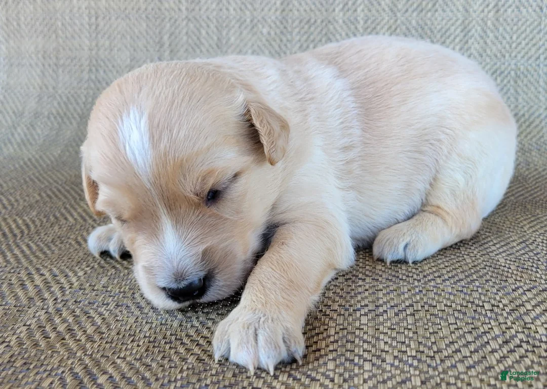 Australian Shepherd dogs for sale: Waffles - Ad 9