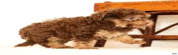 Havapoo dogs for sale: Dorsie - Ad 5