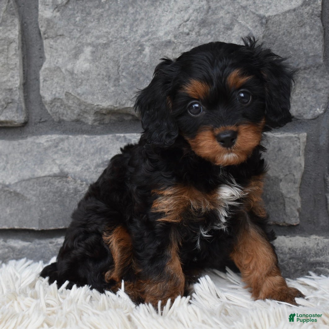 Cavapoo dogs Roxy - Ad 2