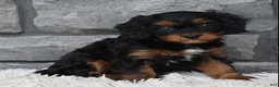 Cavapoo dogs for sale: Roxy - Ad 2