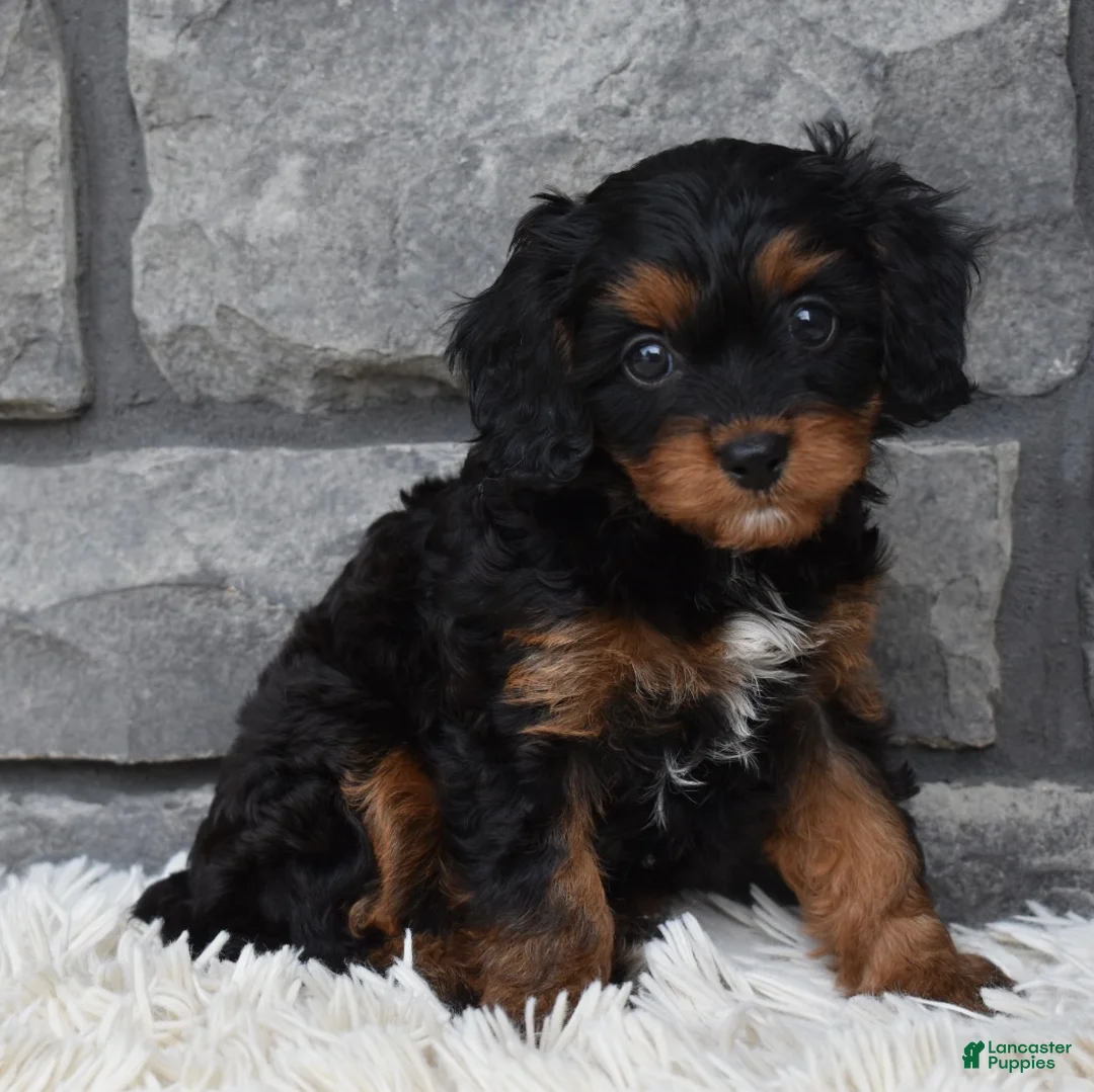 Cavapoo dogs for sale: Roxy - Ad 2