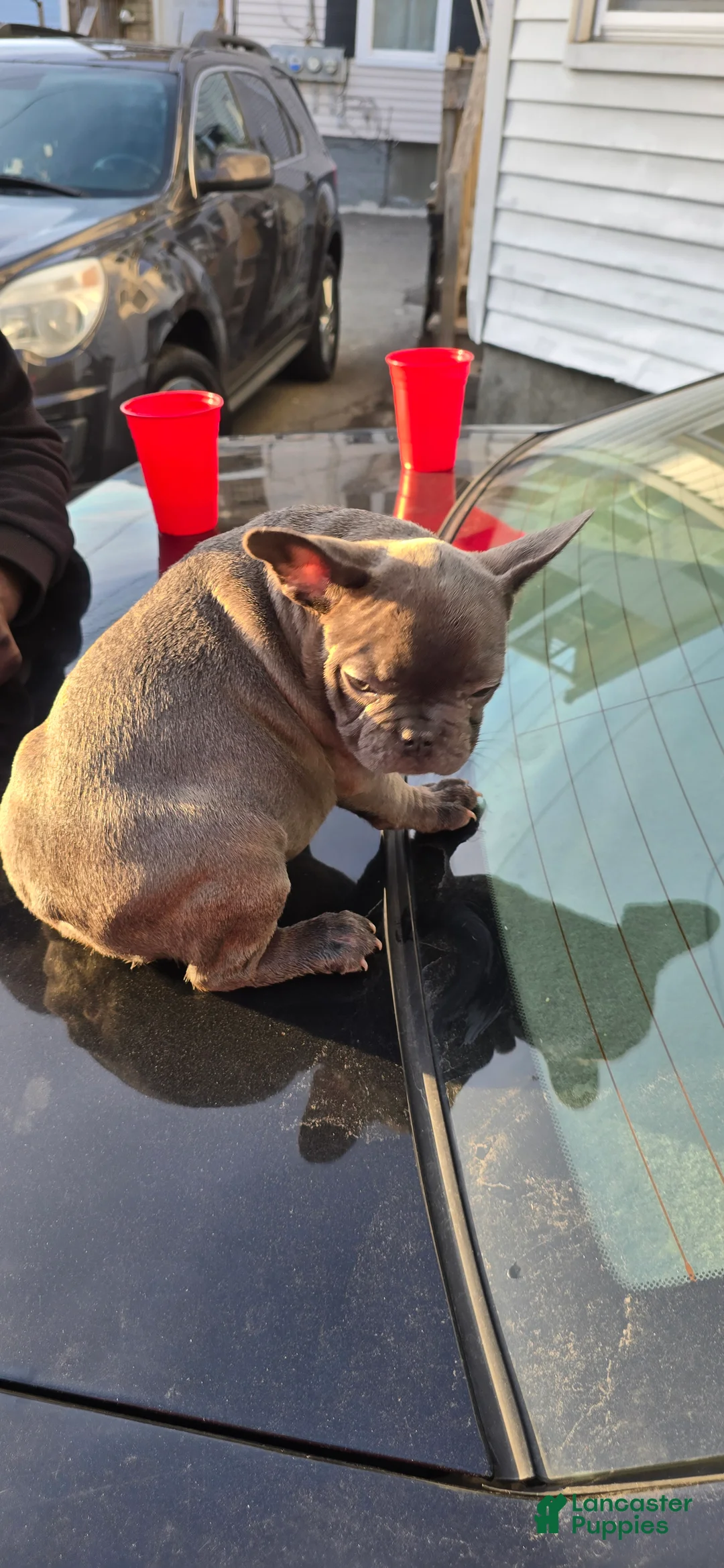French Bulldog dogs for sale: French Bulldog Puppy 4 - Ad 1