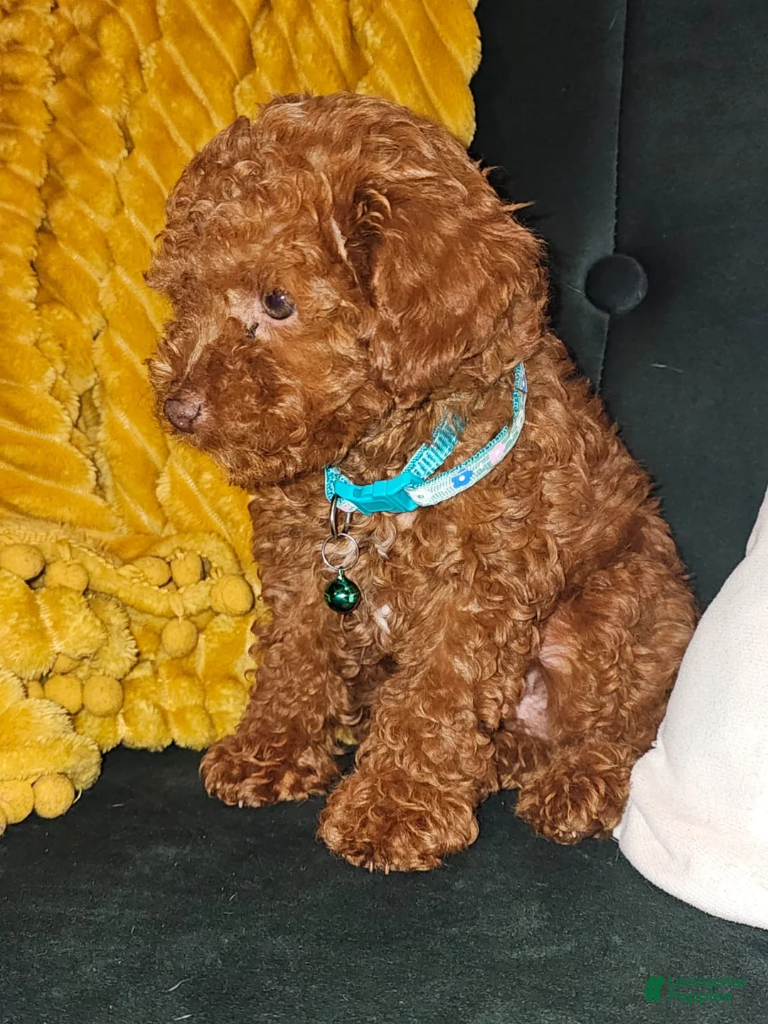 Toy Poodle dogs for sale: Ruby-Potty Trained 5lbs Full GROWN - Ad 17