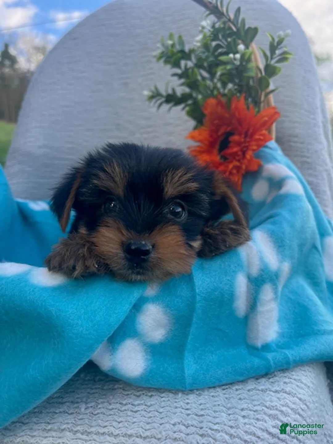 Yorkshire Terrier dogs for sale: Rowin - Ad 1