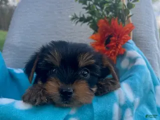 Yorkshire Terrier dogs for sale: Rowin - Ad 3