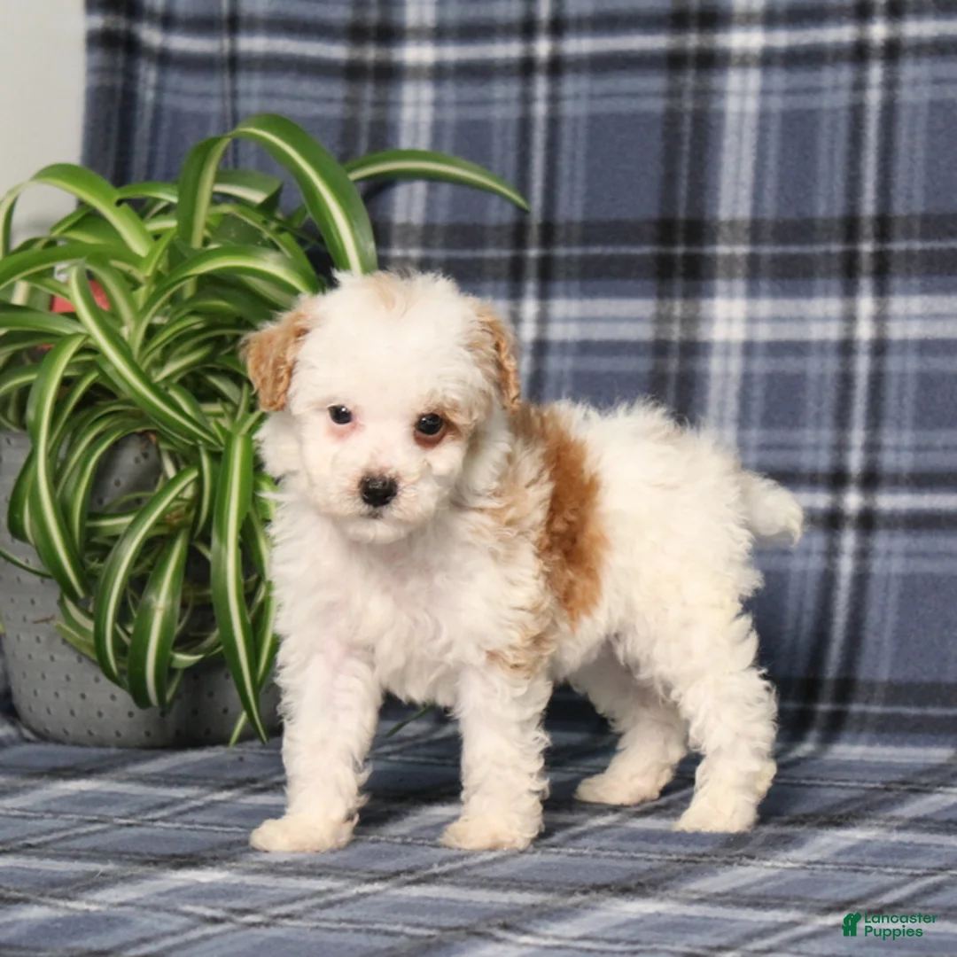 Miniature Poodle dogs for sale: Xavier - Ad 2