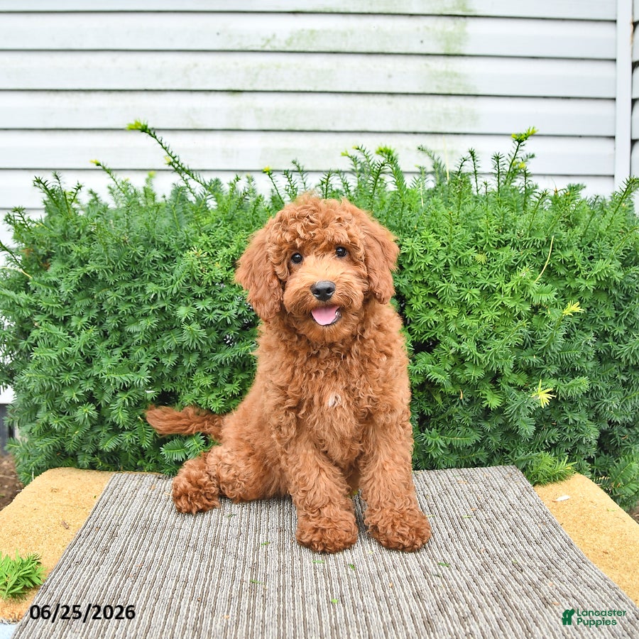 Cavapoo dogs Victor - Ad 2