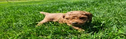 Standard Poodle dogs for sale: Violet  - Ad 12