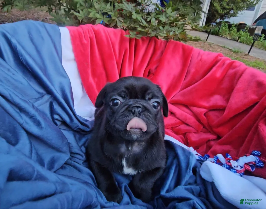 Pug dogs for sale: JD - Ad 1