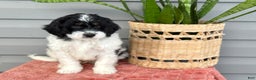Mini Bernedoodle dogs for sale: Finn - Ad 8