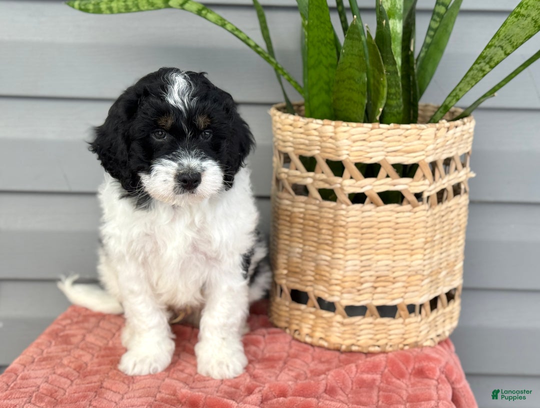 Mini Bernedoodle dogs for sale: Finn - Ad 8