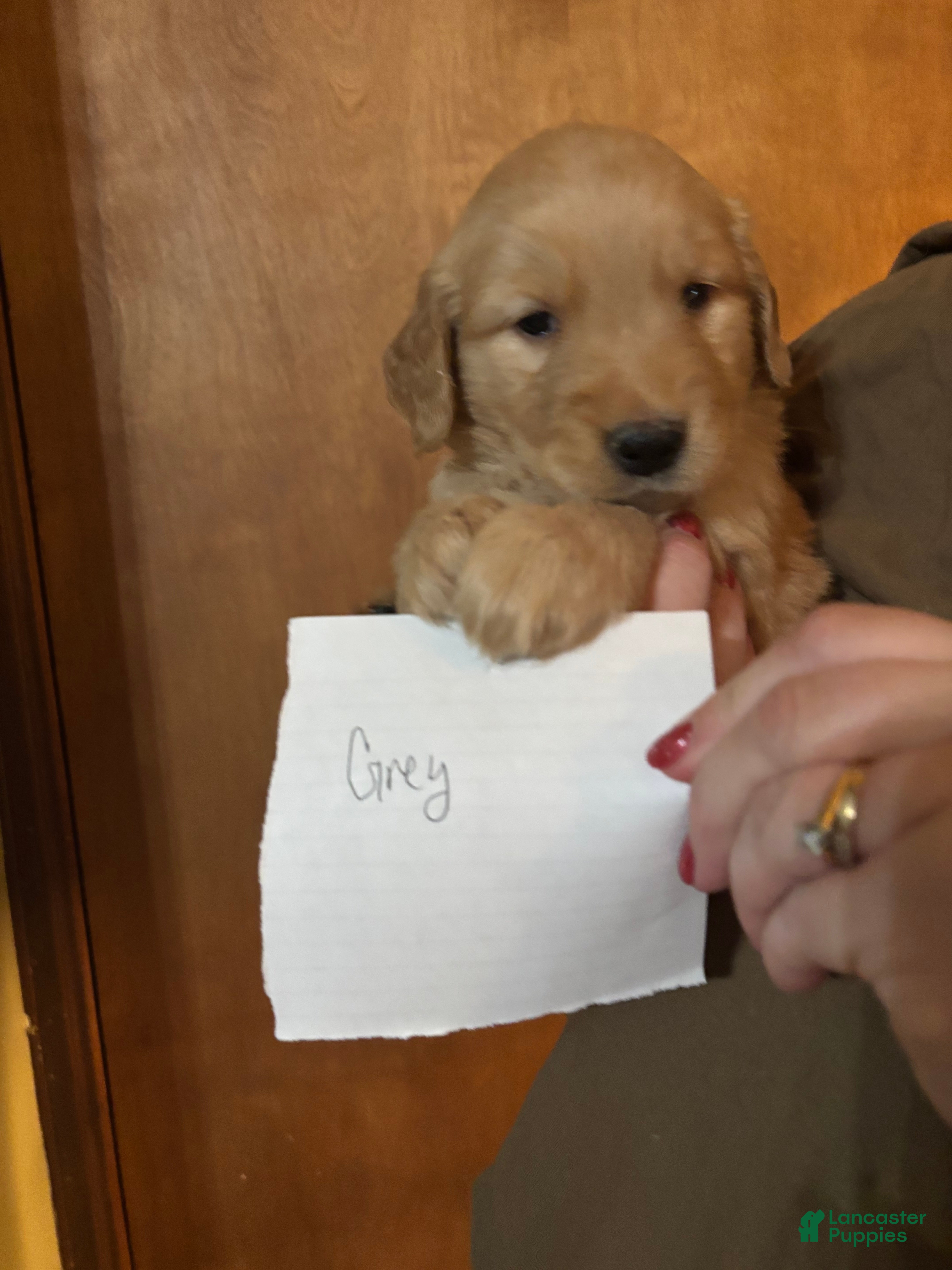 Golden Retriever dogs Grey - Ad 9