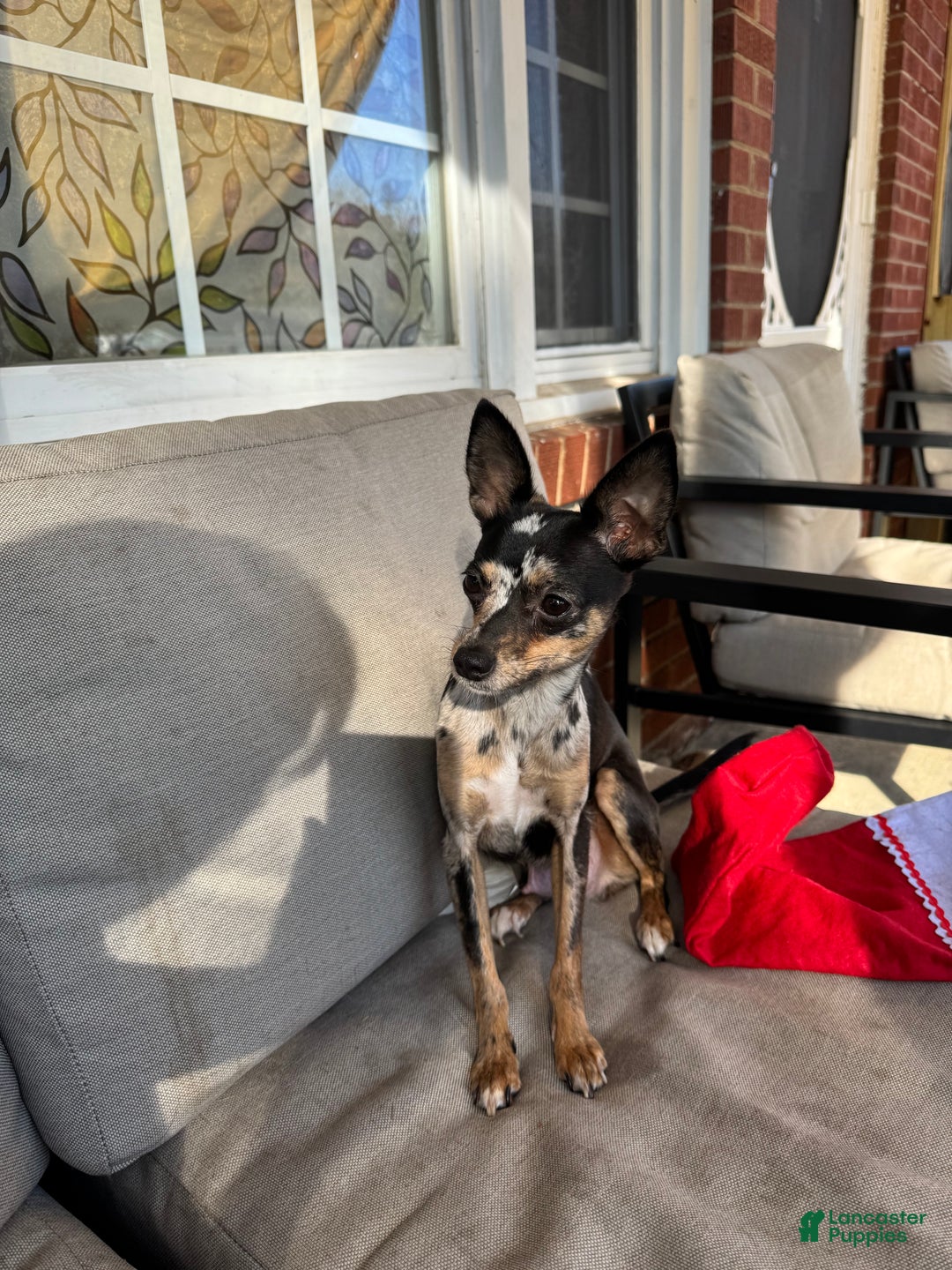 Chihuahua dogs for sale: Chihuahua Puppy 2 - Ad 3