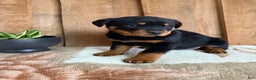 Rottweiler dogs for sale: Logan - Ad 10