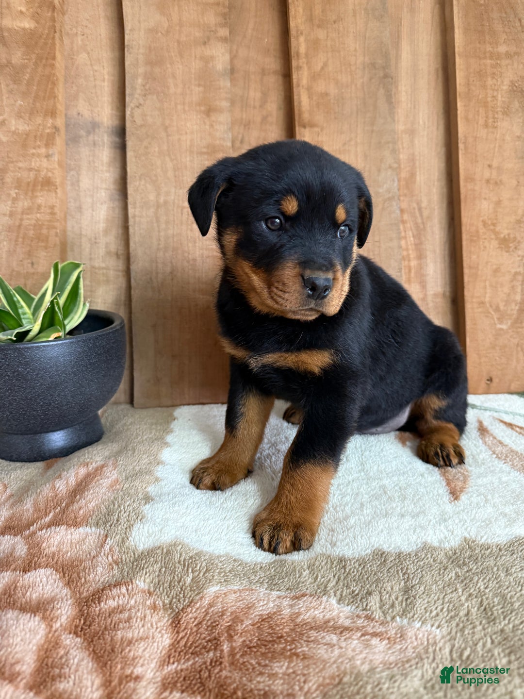 Rottweiler dogs for sale: Logan - Ad 10