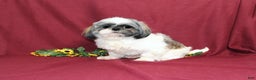 Shih Tzu dogs for sale: Mistletoe - Ad 6