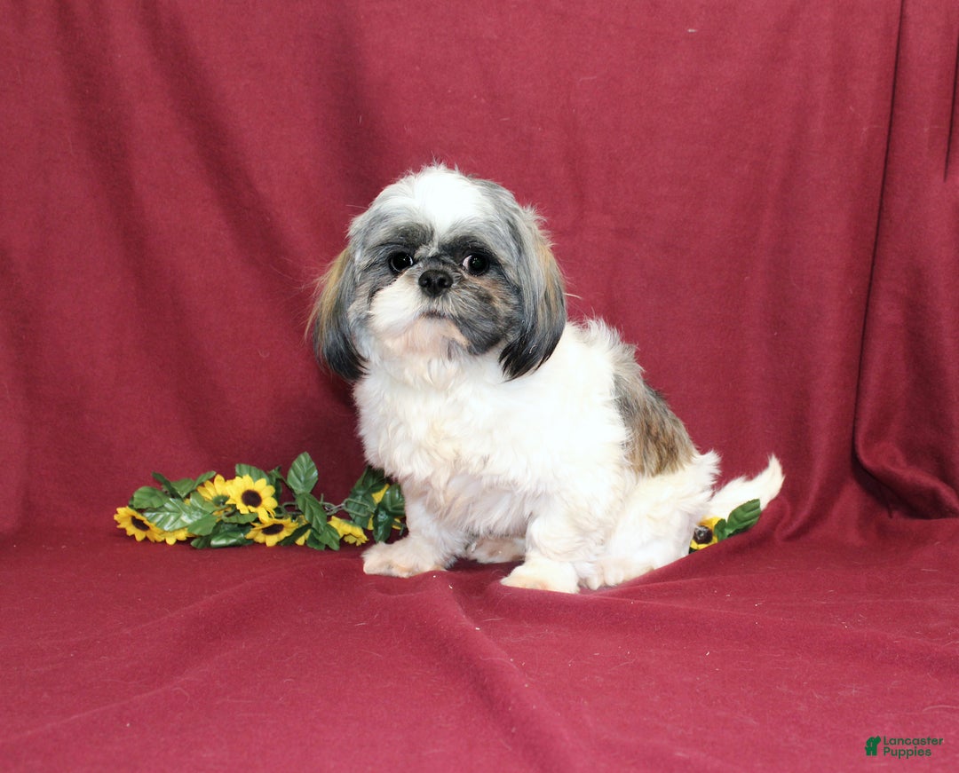 Shih Tzu dogs for sale: Mistletoe - Ad 6
