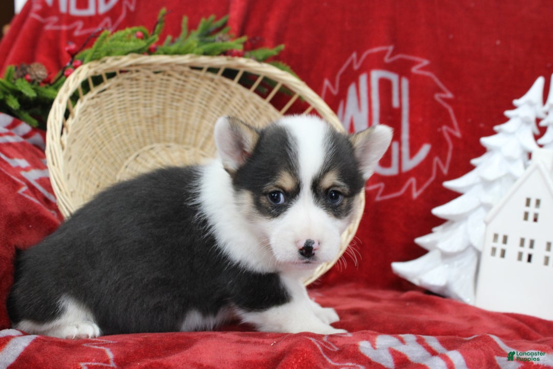 Welsh Corgi Pembroke dogs for sale: Buddy - Ad 7