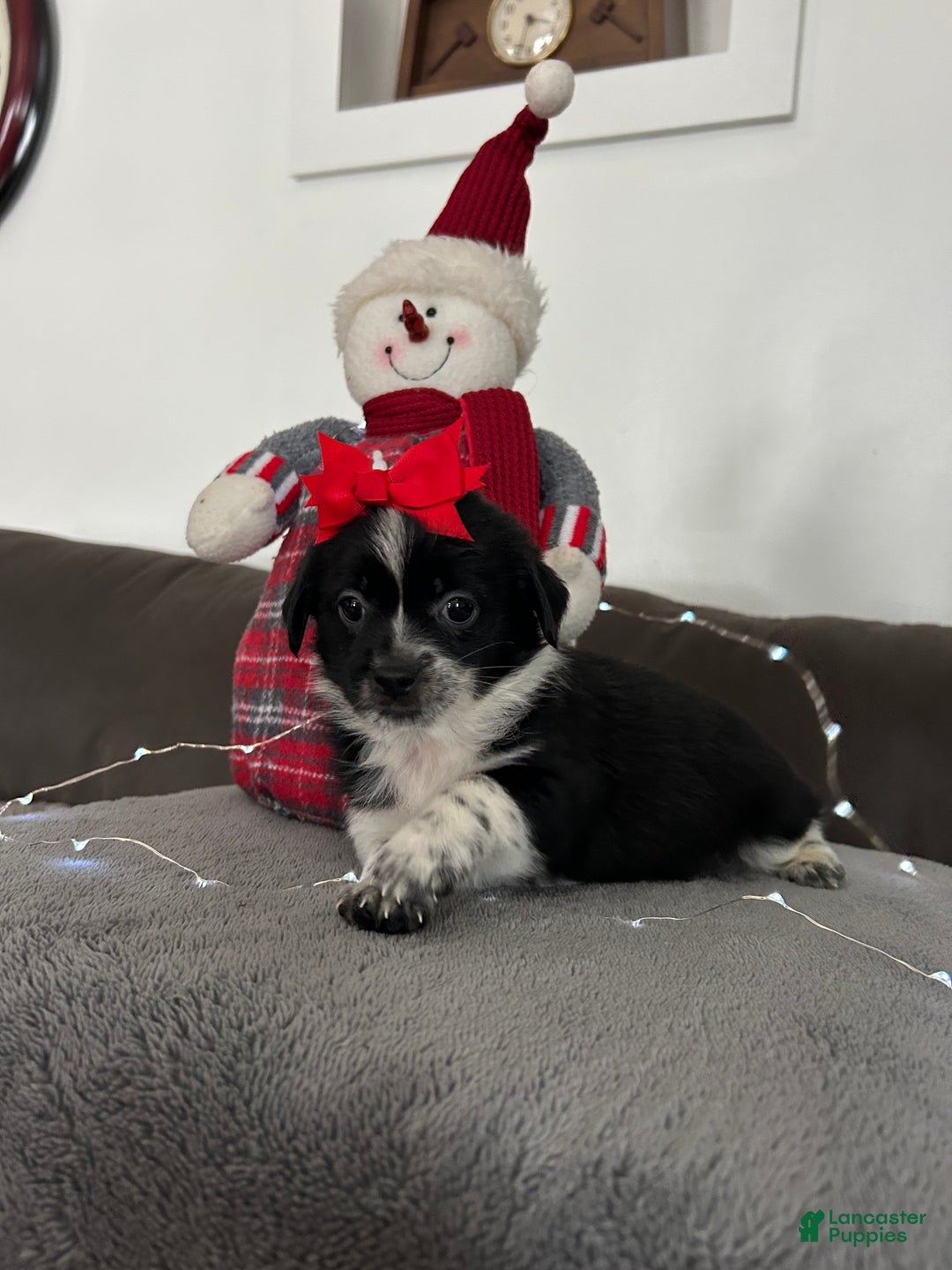 Mixed Breed dogs for sale: Joy - Ad 2