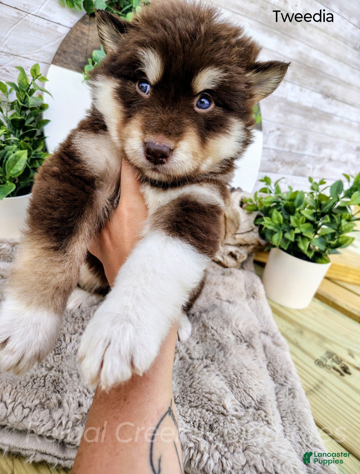 Alaskan Malamute dogs Tweedia - Ad 1