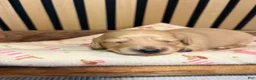 Miniature Dachshund dogs for sale: Hank - Ad 4