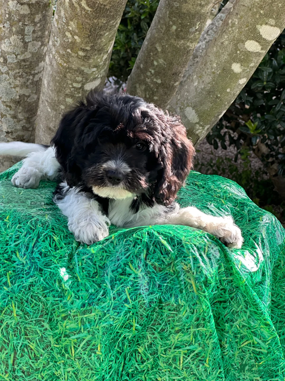 Mixed Breed dogs for sale: Designer Doodle  - Ad 1