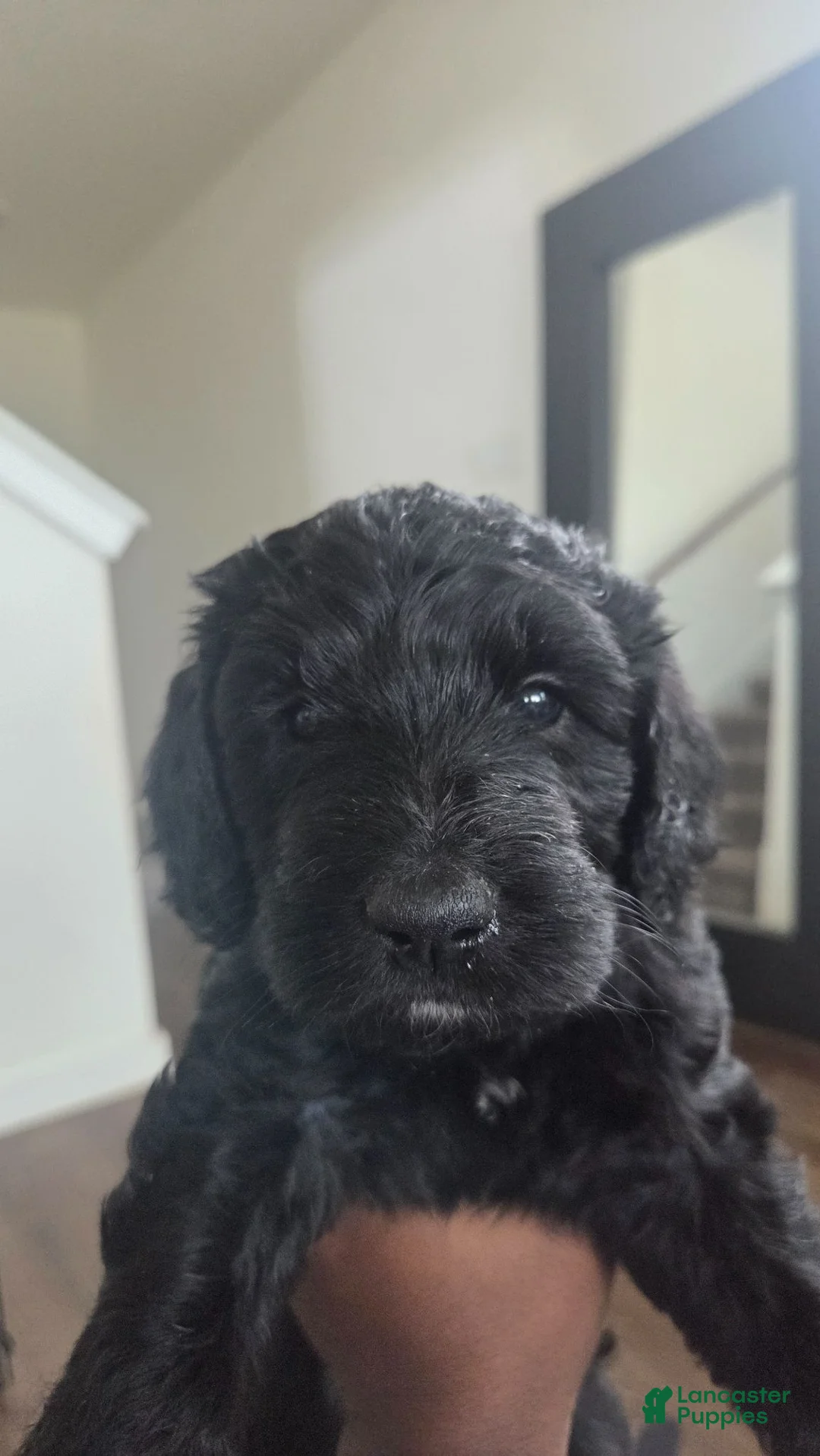 Mixed Breed dogs for sale: Sunday - Ad 2