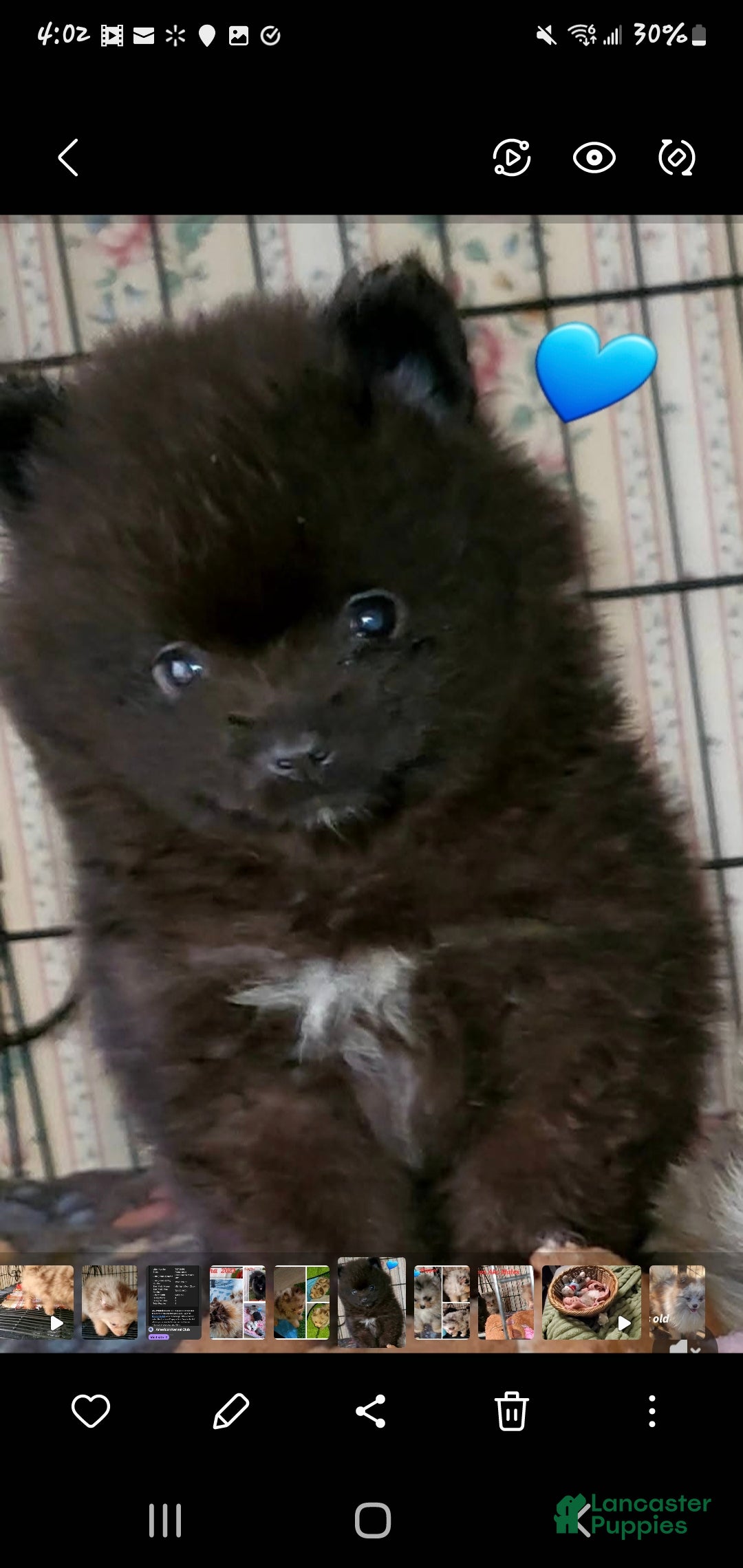 Pomeranian dogs Blackey - Ad 7